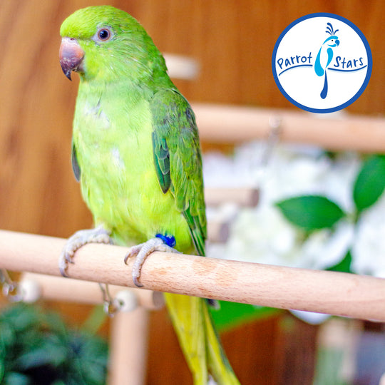 African Ringneck Parakeet - Female #PS7231