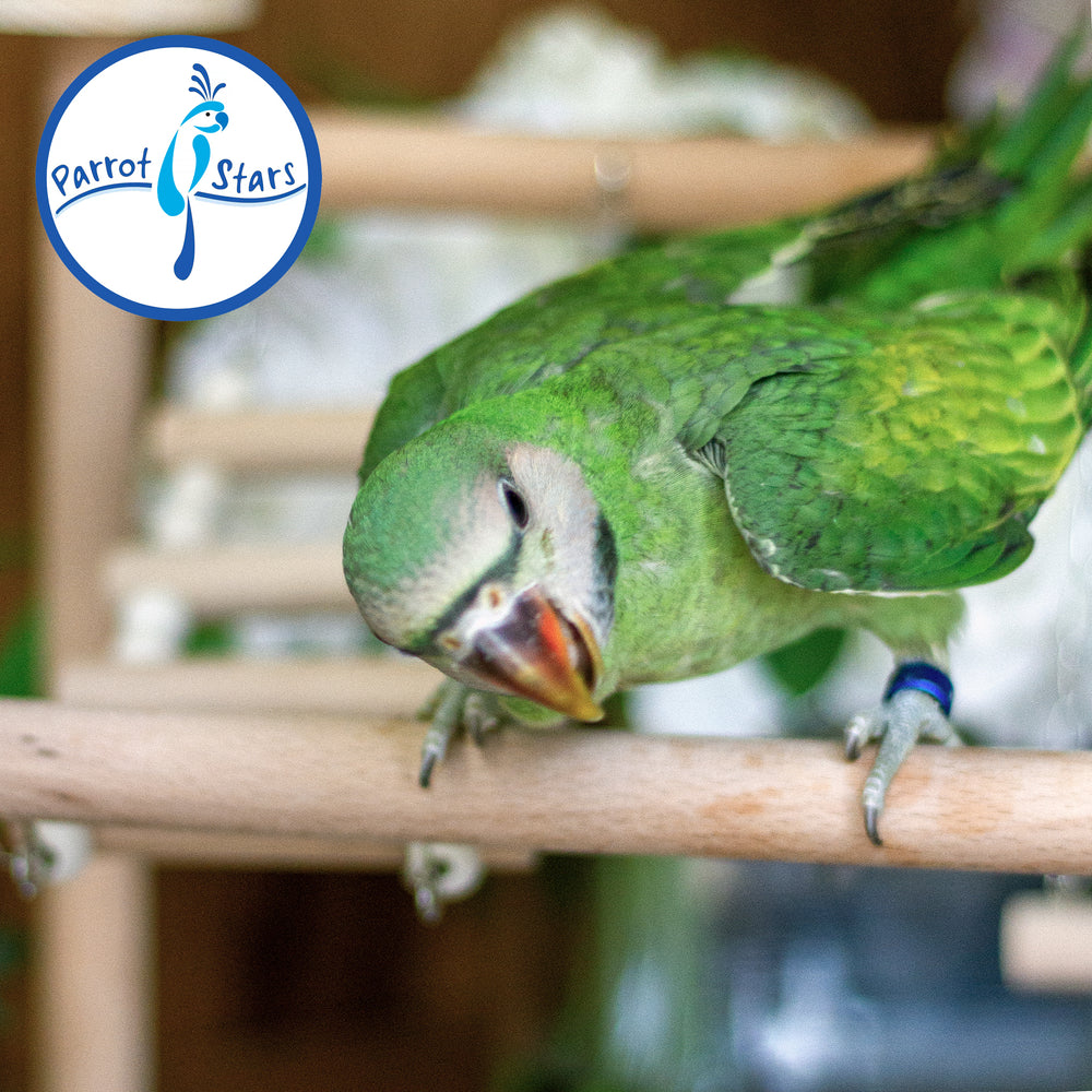 Moustached Parakeet - Male #PS7232