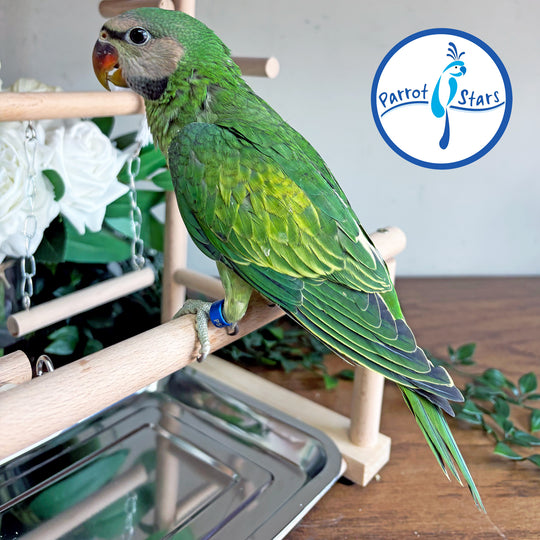Moustached Parakeet - Male #PS7232