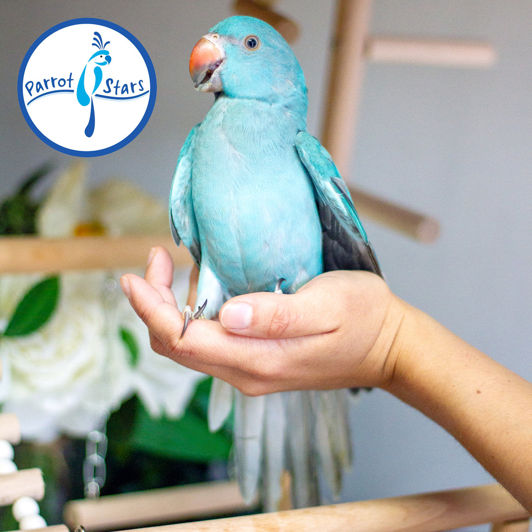 Indian Ringneck - Blue - Female #PS7233