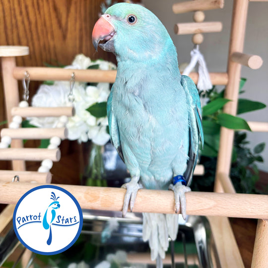Indian Ringneck - Blue - Female #PS7233