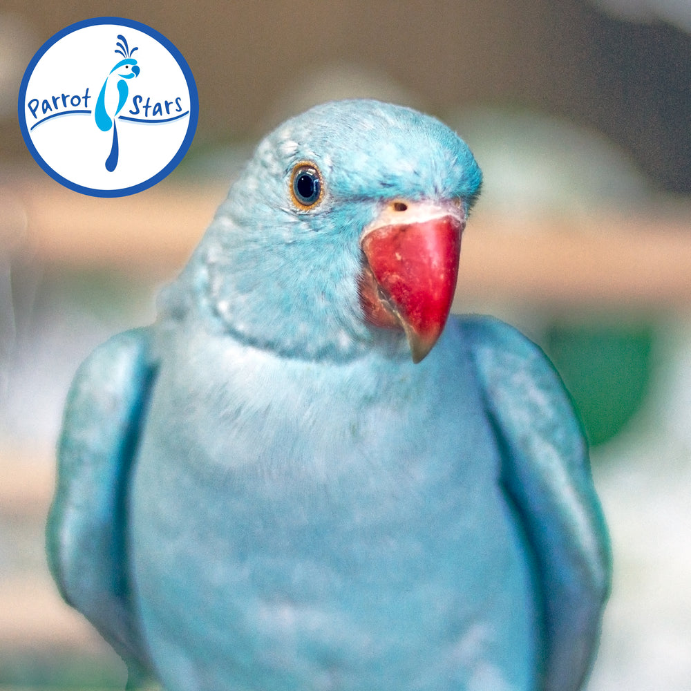 Indian Ringneck - Blue Pallid - Female #PS7238