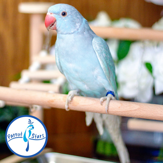 Indian Ringneck - Blue Pallid - Female #PS7238