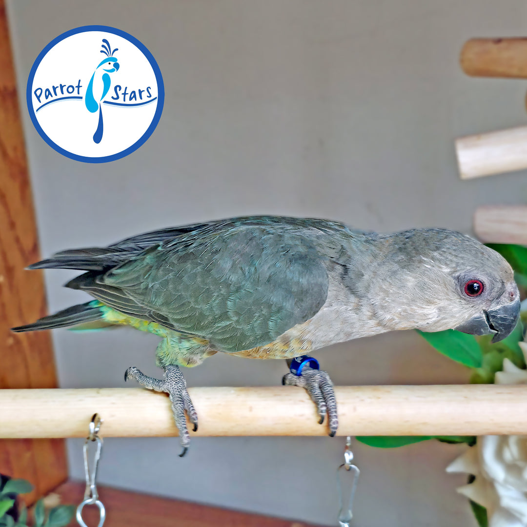 Red-Bellied Parrot - Female #PS7239