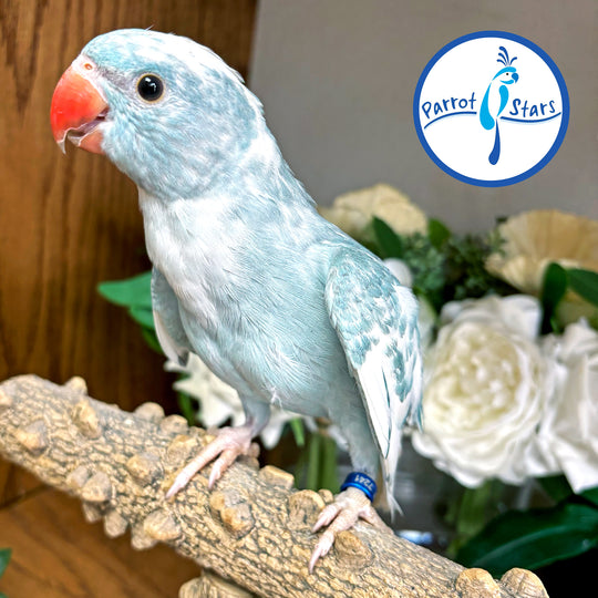 Indian Ringneck - Blue Heavy Pied - Female #PS7241