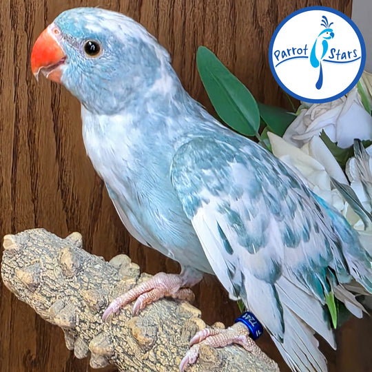 Indian Ringneck - Blue Heavy Pied - Female #PS7241