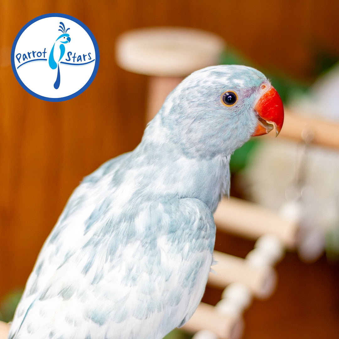 Indian Ringneck - Blue Heavy Pied - Male #PS7242