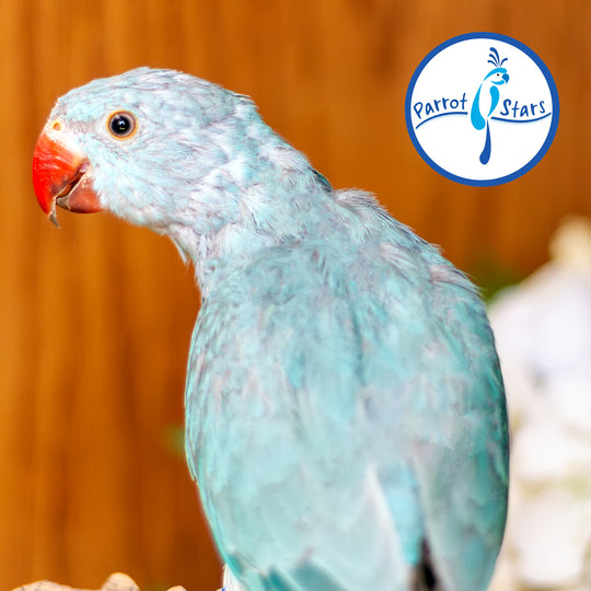 Indian Ringneck - Blue - Male #PS7243