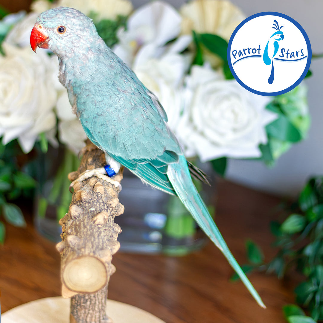 Indian Ringneck - Blue - Male #PS7243