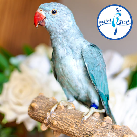 Indian Ringneck - Blue - Male #PS7243