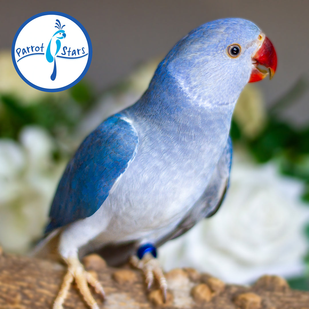 Indian Ringneck - Violet Cobalt Clear-tailed - Male #PS7246