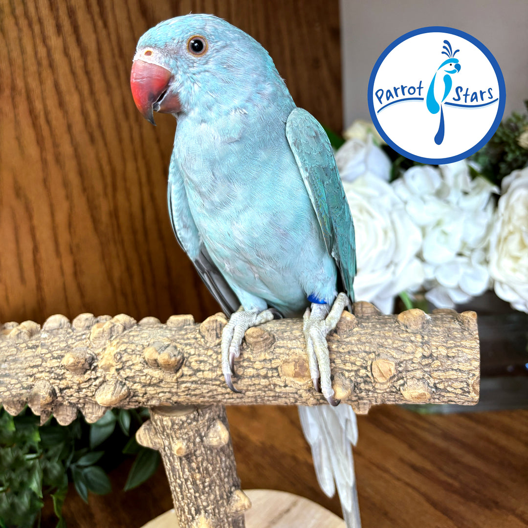 Indian Ringneck - Blue Turquoise - Female #PS7247