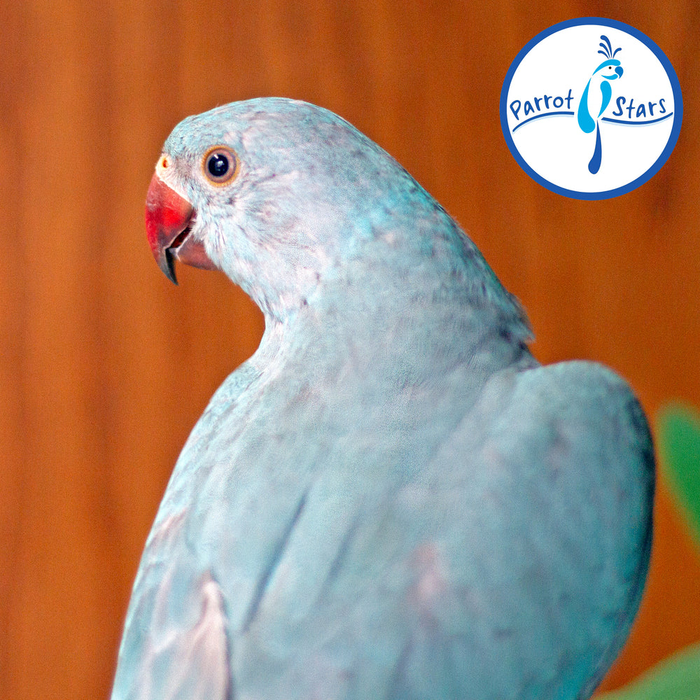 Indian Ringneck - Blue Turquoise - Female #PS7247