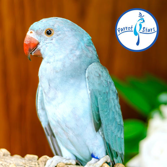 Indian Ringneck - Blue Turquoise - Female #PS7247