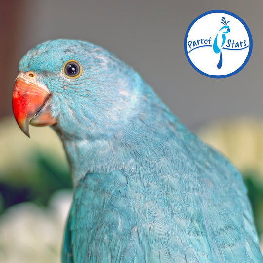 Indian Ringneck - Blue Turquoise - Female #PS7248