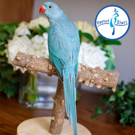 Indian Ringneck - Blue Turquoise - Female #PS7248