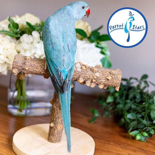 Indian Ringneck - Blue Turquoise - Female #PS7248