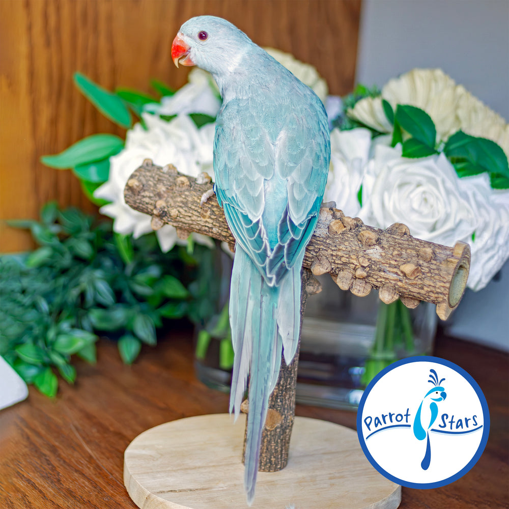 Indian Ringneck - Blue Pallid - Female #PS7249