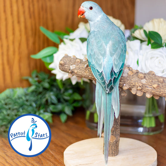 Indian Ringneck - Blue Pallid - Female #PS7249