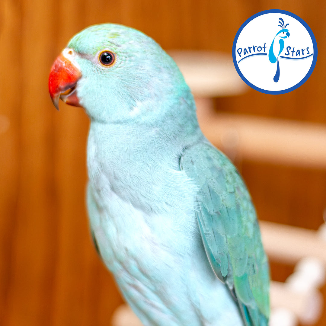 Indian Ringneck - Blue Turquoise - Male #PS7250