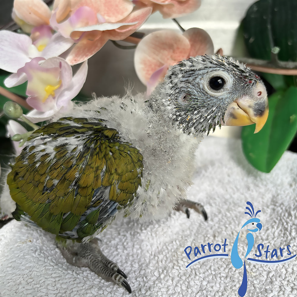 Maximilian Pionus - Female #PS7726