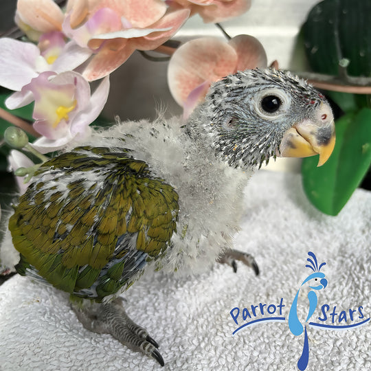 Maximilian Pionus - Female #PS7726