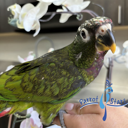 Maximilian Pionus - Female #PS7743