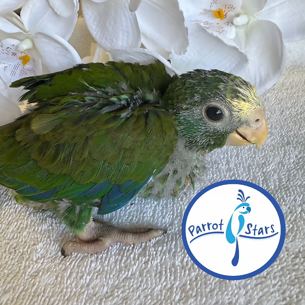 White-Capped Pionus - Male #PS7760