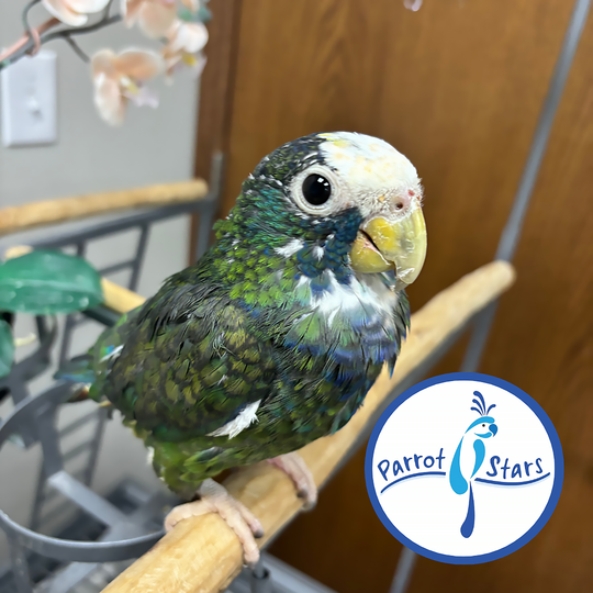 White-Capped Pionus - Male #PS7762