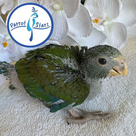 White-Capped Pionus - Male #PS7764