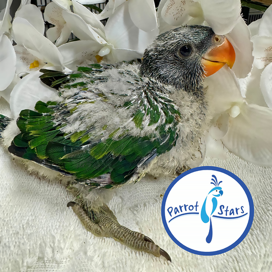 Derbyan Parakeet - Male #PS7775