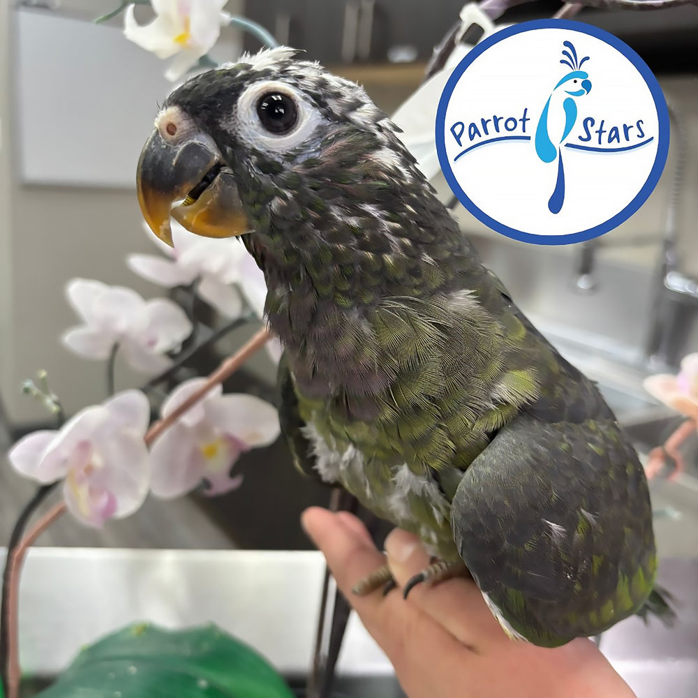 Maximilian Pionus - Female #PS7798