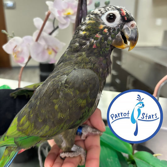 Maximilian Pionus - Female #PS7799