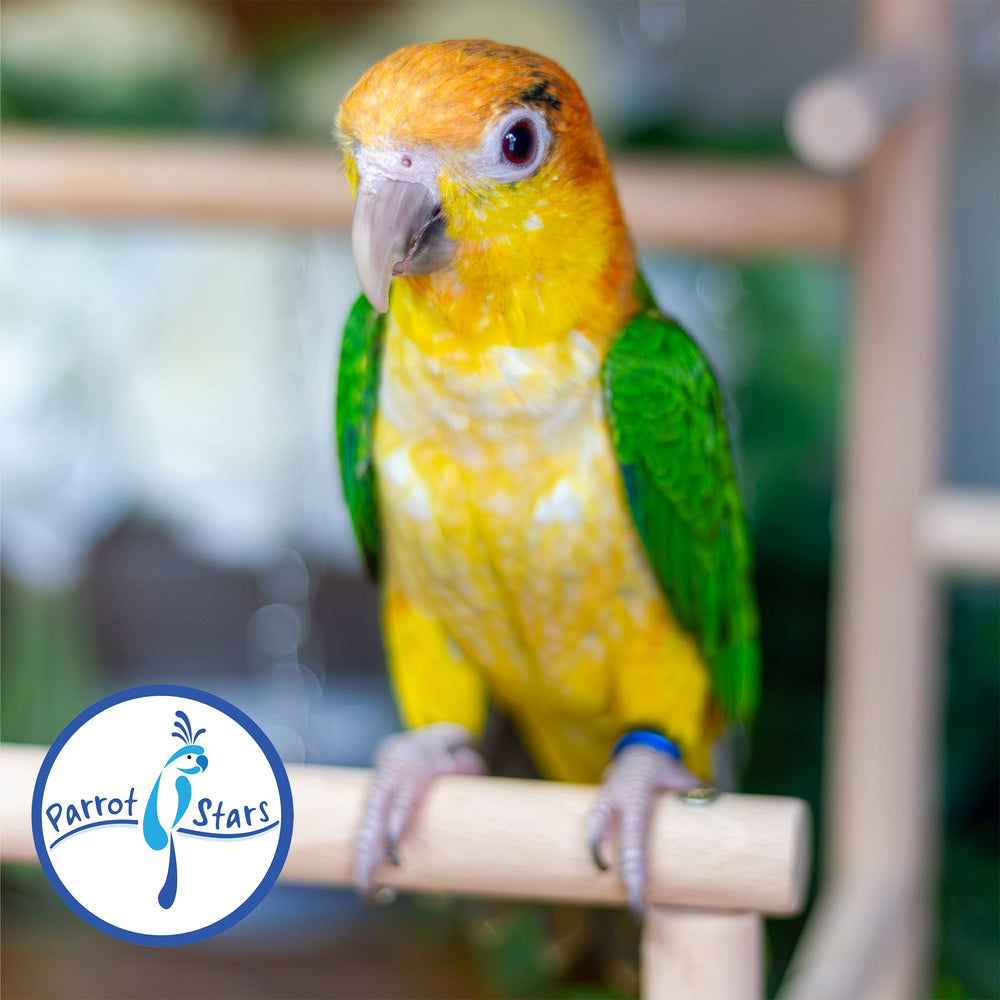 White-Bellied Caique - Female #PS8435