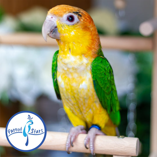 White-Bellied Caique - Female #PS8435