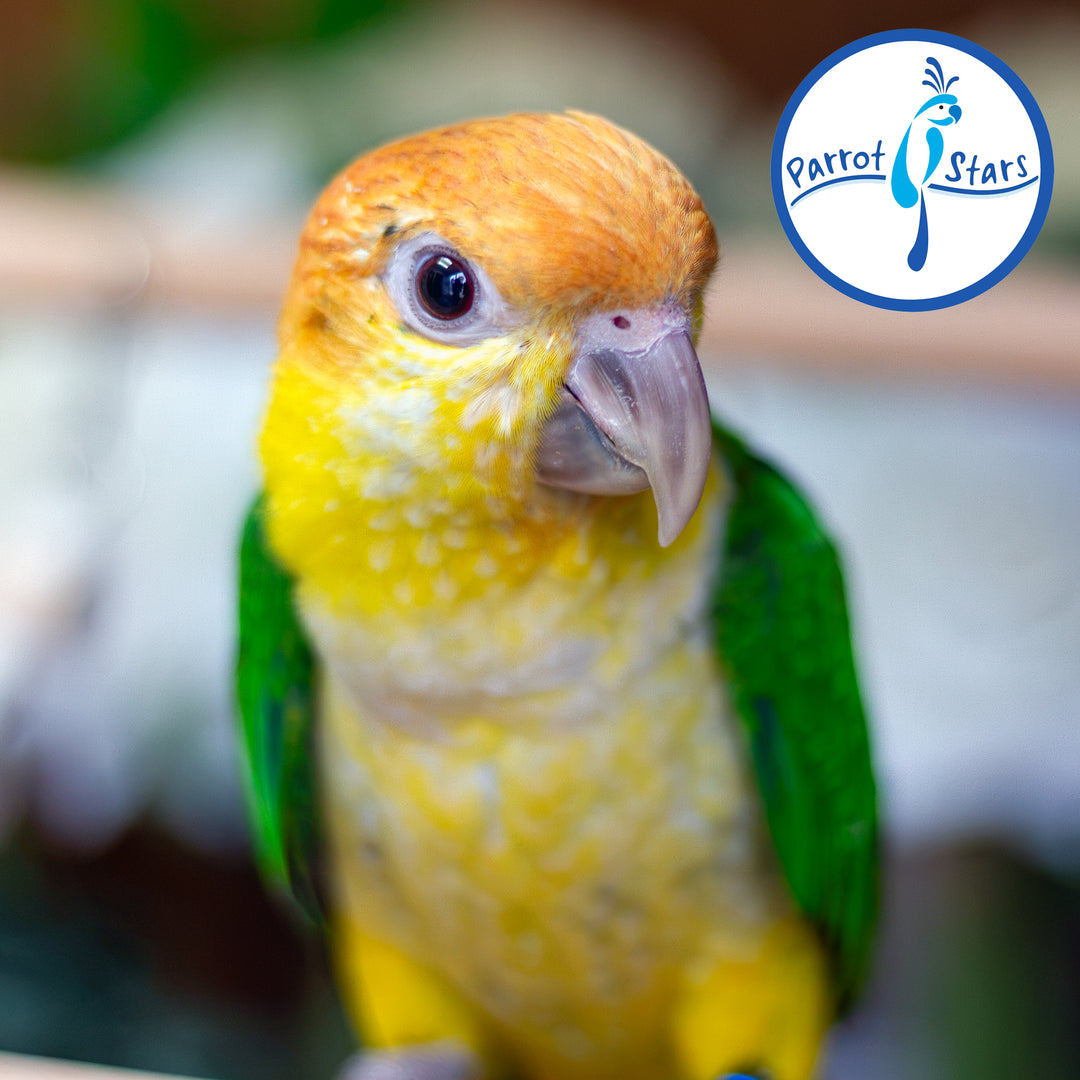 White-Bellied Caique - Male #PS8436