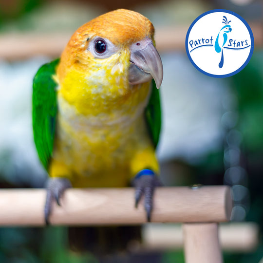 White-Bellied Caique - Male #PS8436