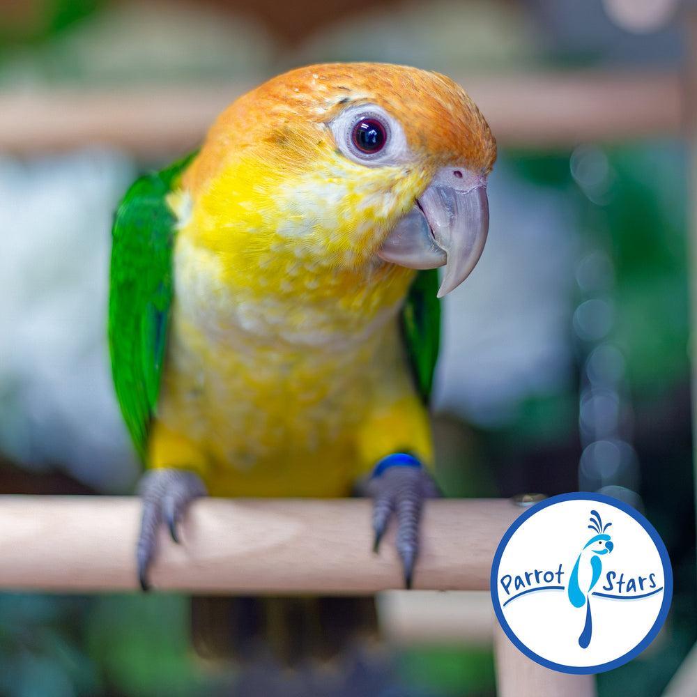 White-Bellied Caique - Male #PS8436