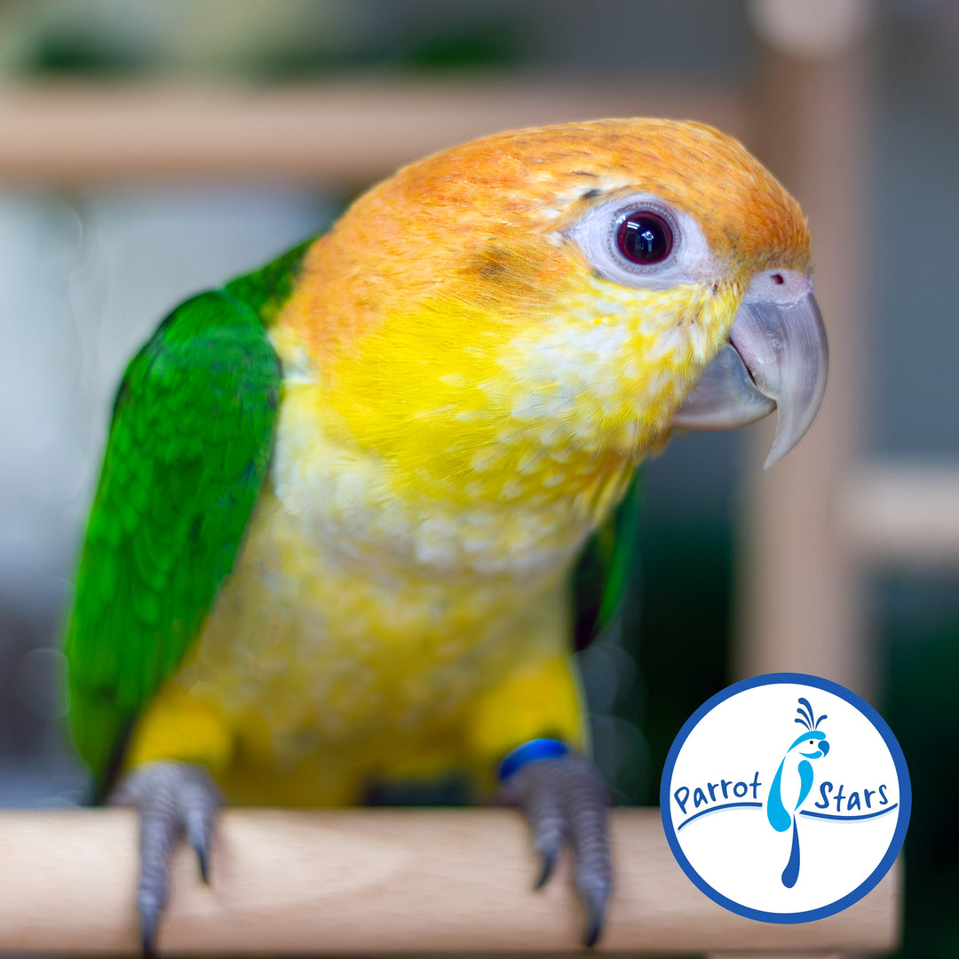 White-Bellied Caique - Male #PS8436