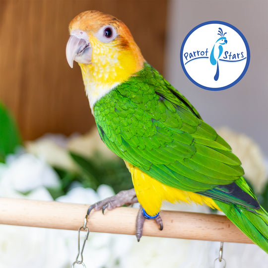 White-Bellied Caique - Female #PS8438