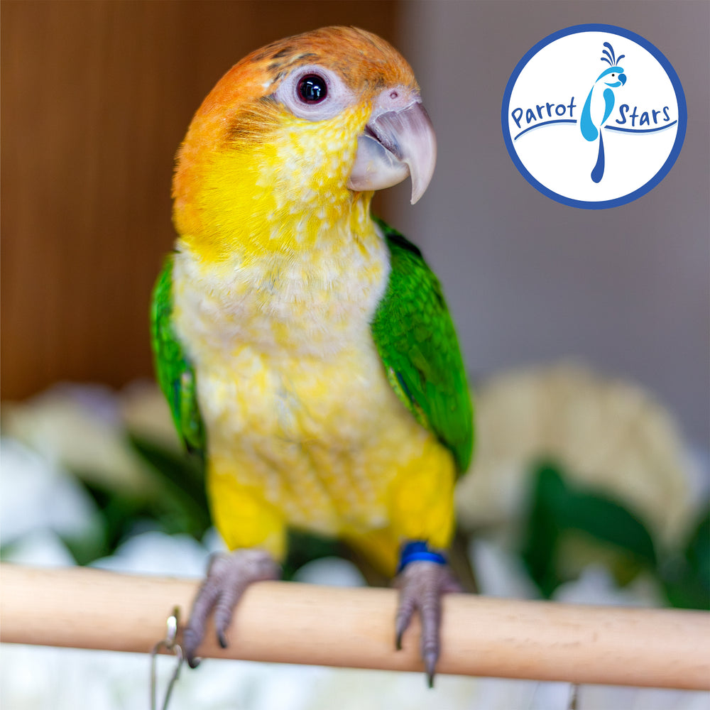 White-Bellied Caique - Female #PS8438