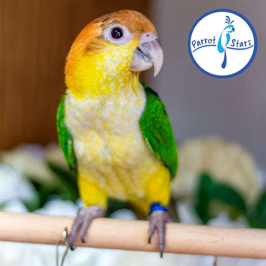White-Bellied Caique - Female #PS8438