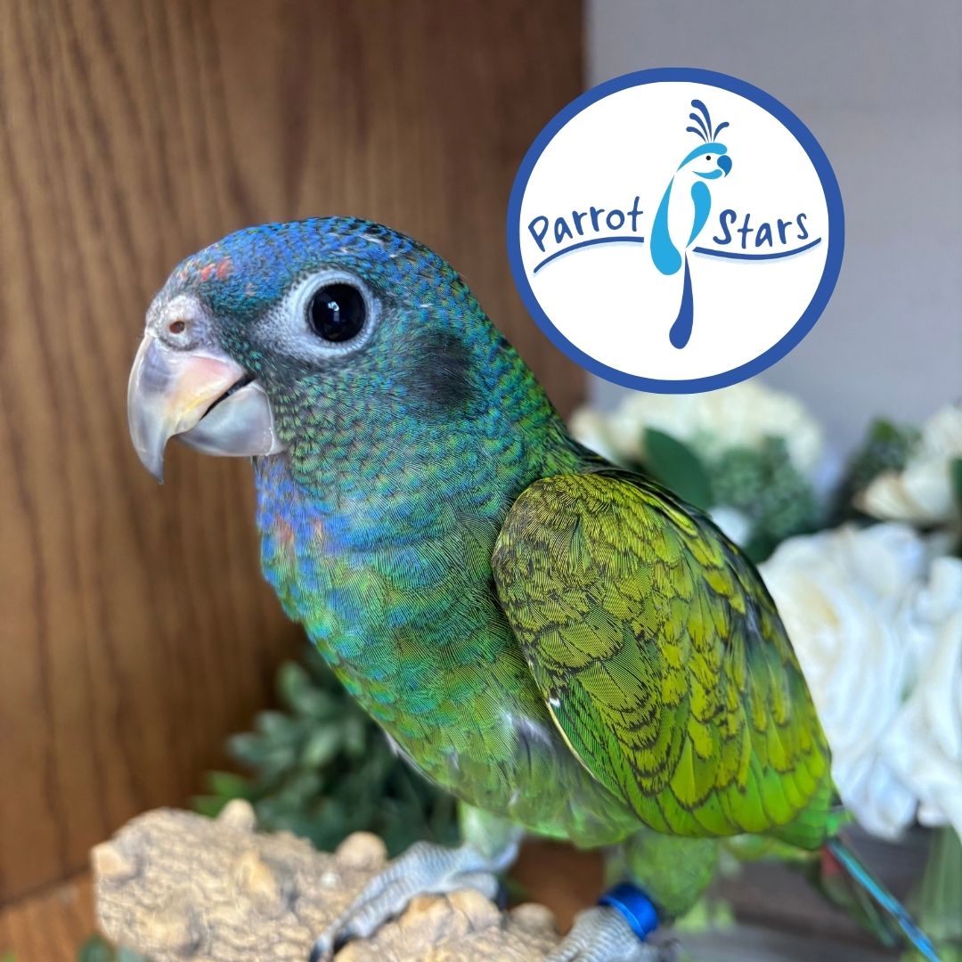 Blue-Headed Pionus - Female #PS8441