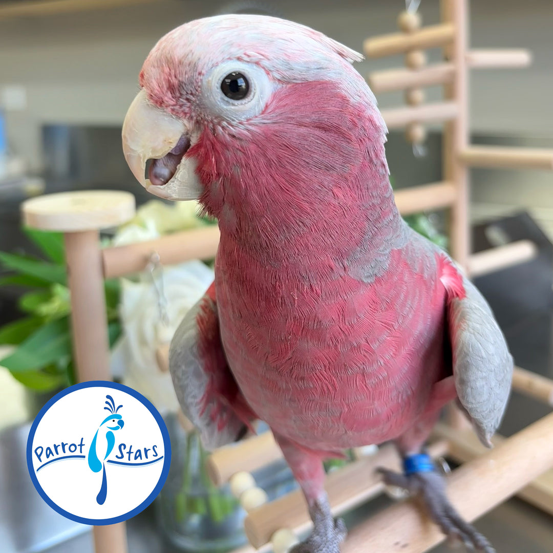 Rose-Breasted Cockatoo - Male #PS8507