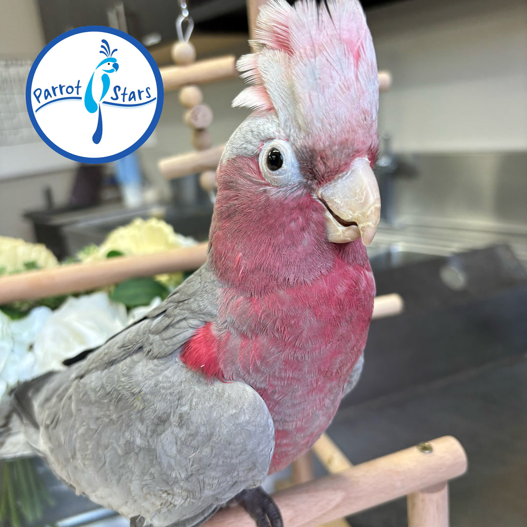 Rose-Breasted Cockatoo - Male #PS8509