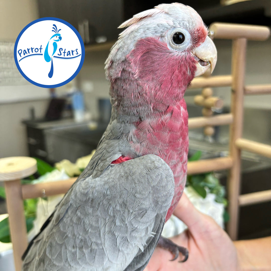 Rose-Breasted Cockatoo - Female #PS8510