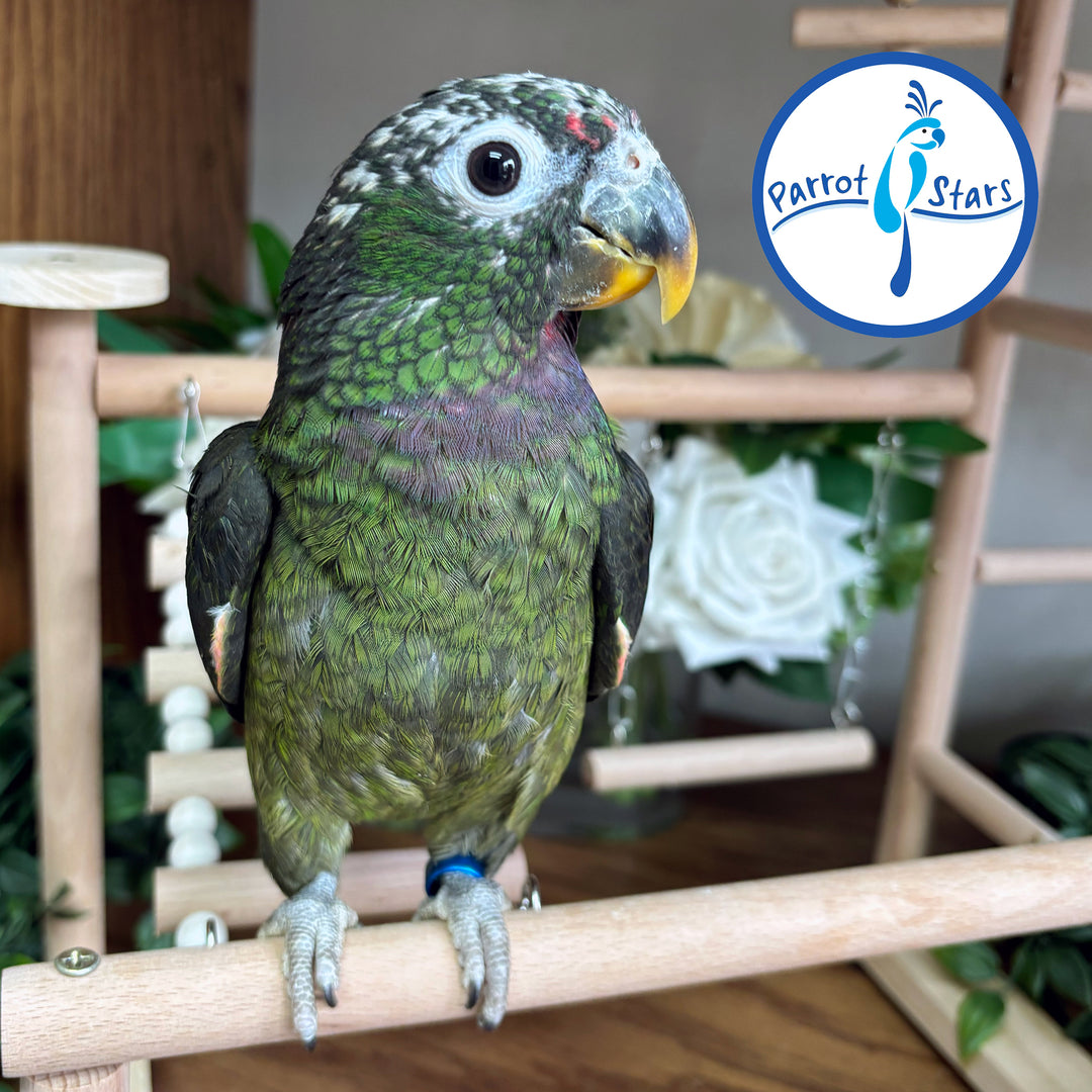 Maximilian Pionus - Male #PS8512