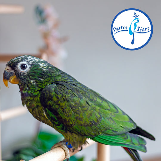 Maximilian Pionus - Female #PS8513