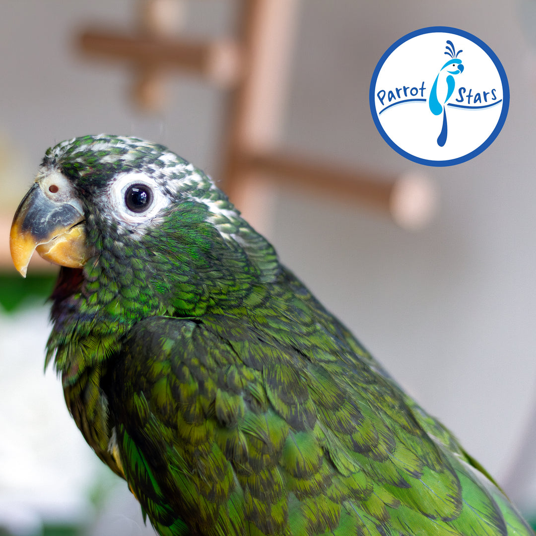 Maximilian Pionus - Female #PS8513