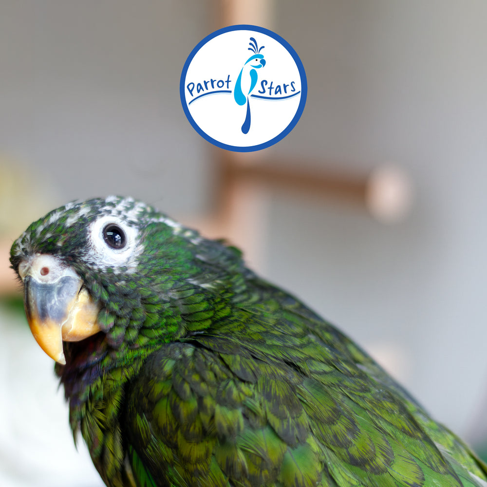 Maximilian Pionus - Female #PS8513